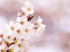 [유우아시] Cherry Blossom