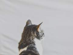 2. 월간 집사 괴롭힘, 꿍