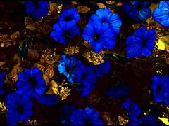 [럼로우스팁] The Golden Empress (بر)