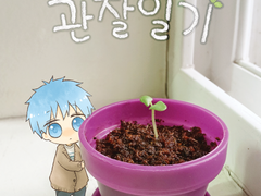 [청흑] 쿠로코의 관찰일기