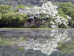 【 관우유비 / 동양풍AU / 리퀘】바람이 흩날리는 날