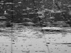 자성청 후레자식