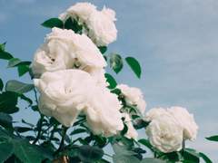 하나의 인사에 관하여