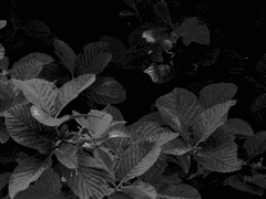 [마리모카] 무제