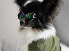 [민홉] 멍멍이를 집에 두세요