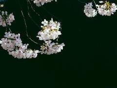 [2ch 썰] 매일 이어지는 꿈을 꾸고 있어(´•ω•｀) (1) [다이겐]