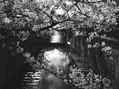 [2ch 썰] 매일 이어지는 꿈을 꾸고 있어(´•ω•｀) (4) [다이겐]