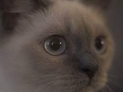 MUZe : 성인글 공지