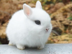 [정진] 나의 토끼(3)