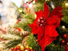 겨울꽃이 피는 날,