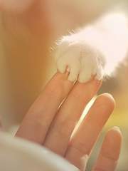 Canem et felem ut deos colunt.