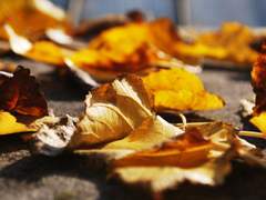 [화평최윤] 가을