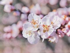 [백기유연] 나는 당신 꿈을 꾸었소