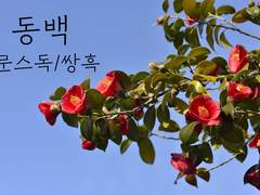 동백