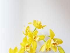 As spring comes, (For. 김삶님)