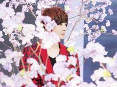 [릭셩] 산수유 필 적에. 1