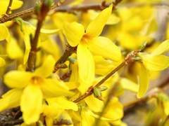 계절 향기 - 봄의 낙화 1