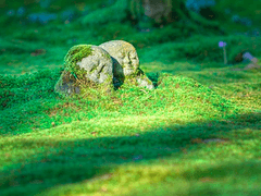 [레이소코] 양지바른 곳으로