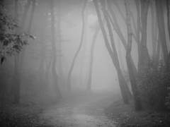 빛이란 무엇입니까.