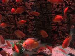 운명론적 운전관