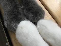 글 커미션 신청 안내