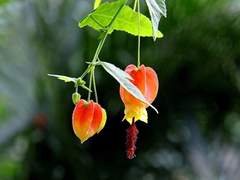 [진총/뷔진]적화(赤化) 6