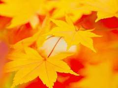 작은 떨림, 그것은 사랑입니다