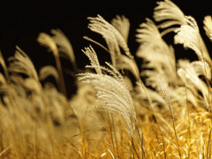 글합작 _ XXXX/03/01