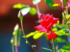 꽃이 피는 날에