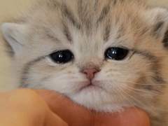 [국민/수인물] 마이캣 찌미♡ (05)