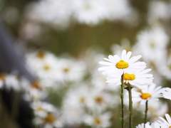 [단편] 四季節(사계절)