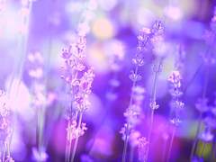 새벽에 피어난 꽃의 향기가, 부디 그대에게 닿기를.