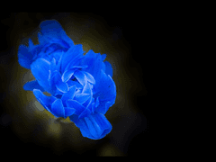 [진총/뷔진 남진 정진 슙진]적화(赤化) 11