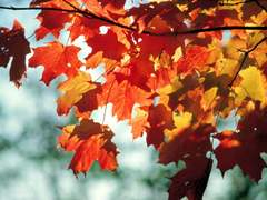 너와 나의 계절 : 가을 02