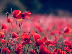 [경염반약] 死의 讚美