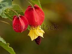 [스팁버키] 아부틸론을 당신에게