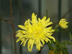 [진총/뷔진 정진 슙진 홉진]적화(赤化) 15