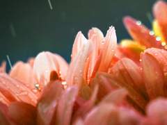 [찬백] 소낙비 로맨스