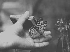 나비의 날개를 찢는 법_외전