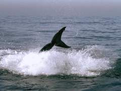 [별운딥] 물개와 상어 -1-