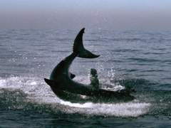 [별운딥] 물개와 상어 -2-