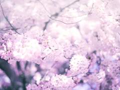 Taramullia Lita Astelranio