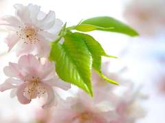 내가 봄이 좋다고 하는 이유