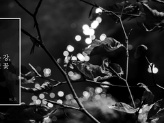 [COC 7th] 검은 강, 하얀 꽃