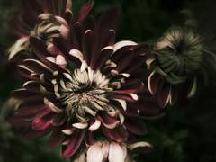 [원맥강림] 消魂斷腸