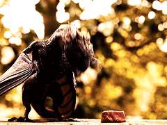 드래곤_태태_키우는_빌런_지민이로_짐총_판타지물 1