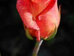 꽃이 지는 계절에 그대를 위해 슬퍼하네