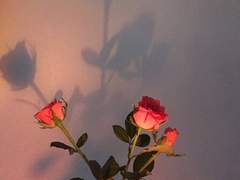 아마도 너는 여름에게 교살당했다