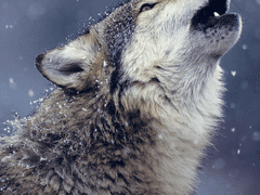 [화평최윤] 설니홍조(雪泥鴻爪)