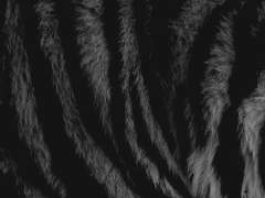 화평최윤/화평윤 - 광황제 AU 上